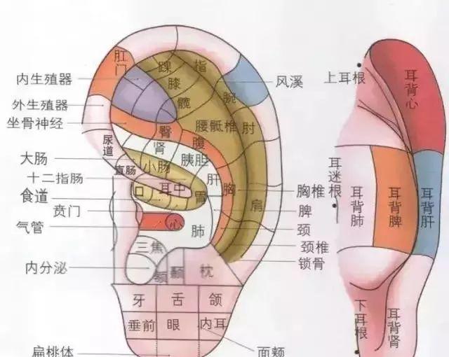 澳门威斯尼斯wns675入口拉耳朵清宿便活化肠道助排毒(图1)